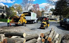 Best Tree Disease Treatment  in Pleasant View, UT