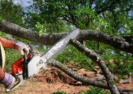 Best Tree Health Inspection  in Pleasant View, UT