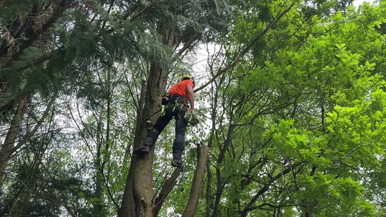 Best Fruit Tree Pruning  in Pleasant View, UT