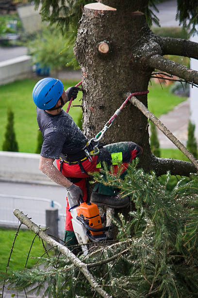 Pleasant View, UT  Tree Services Company