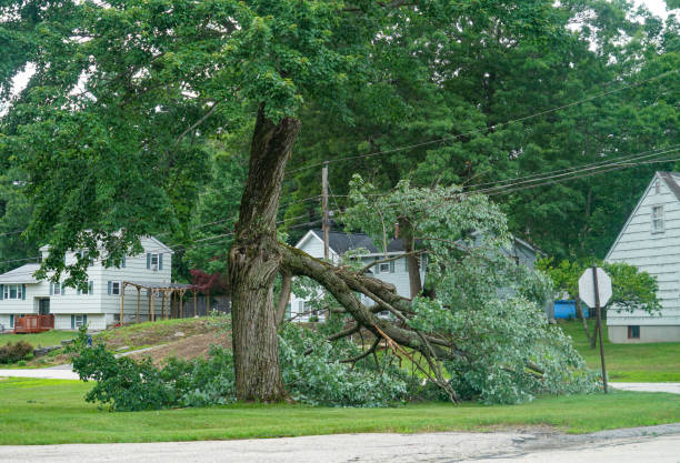 Best Emergency Tree Removal  in Pleasant View, UT