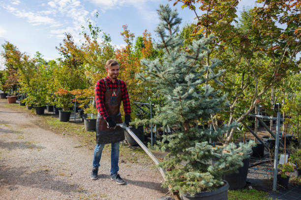 Best Storm Damage Tree Cleanup  in Pleasant View, UT